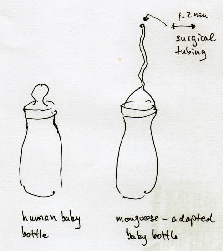 modifizierte Babyflasche für Mangusten