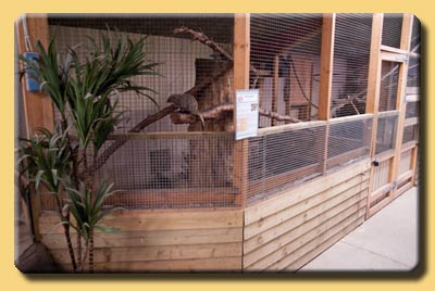 Enclosure of banded mongoose in Blåvand Zoo