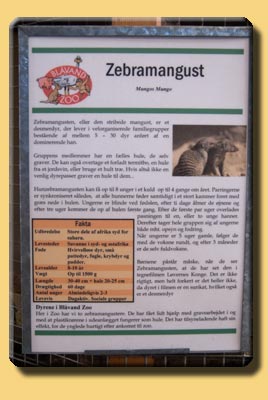 Schild Zebramanguste im Blåvand Zoo