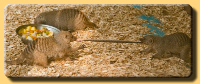 Banded mongooses draw a snake into pieces