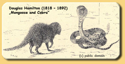 Mongoose and Cobra - Douglas Hamilton