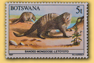 Botswana stamp - banded Mongoose