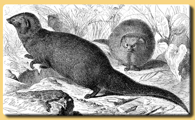Mongoose in Brehm's Life of Animals